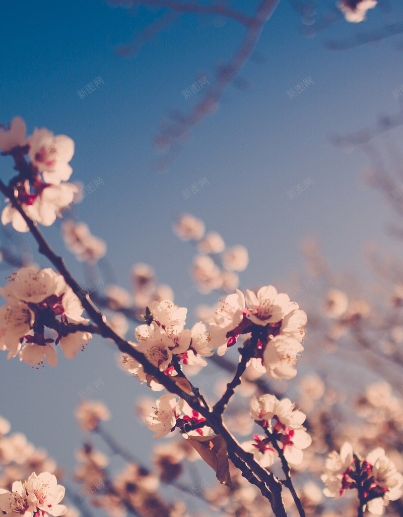 小清新简约手机H5背景jpg高清背景_新图网 https://ixintu.com 花 唯美 浪漫 花季 彩色 小清新 H5 h5 文艺 简约