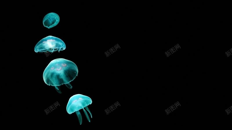 蓝绿色荧光水母背景jpg设计背景_新图网 https://ixintu.com 蓝绿色 水母 深海 荧光 黑色 简约 艺术 文艺 海报 背景
