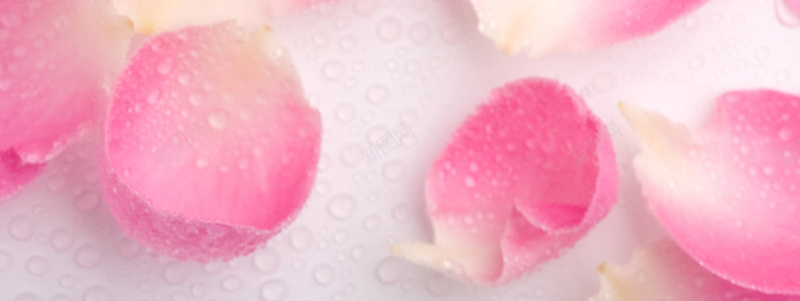 粉色花朵H5背景jpg设计背景_新图网 https://ixintu.com 文艺 清新 粉色 花朵 露水 H5背景 H5 h5 小清新 简约