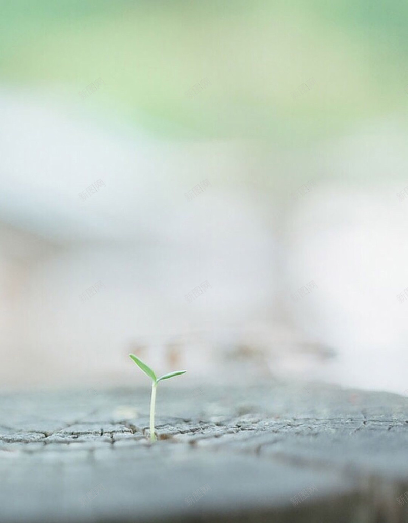 顽强的小草背景jpg设计背景_新图网 https://ixintu.com 小草 木桩 乡村 背景 唯美植物 唯美小草 摄影 风景