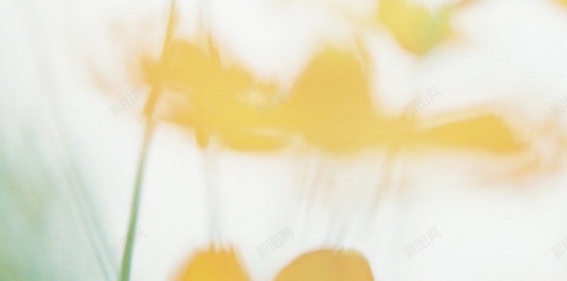 小清新唯美花卉H5背景jpg设计背景_新图网 https://ixintu.com 爱情箴言 小清新 文字控 唯美 锁屏 花卉 H5背景 有爱 情书 H5 h5 文艺 简约