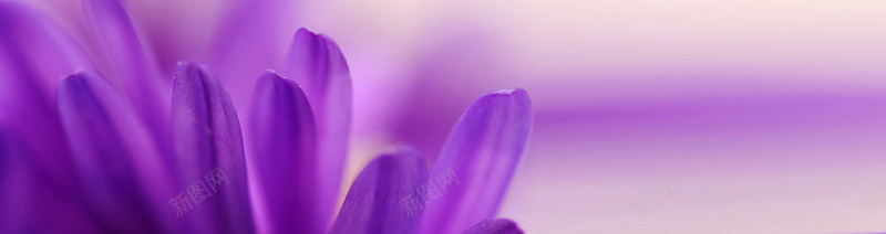 教师节鲜花banner创意设计psd设计背景_新图网 https://ixintu.com 1920px 老师 节日 鲜花 黑板 紫兰 海报banner 其他