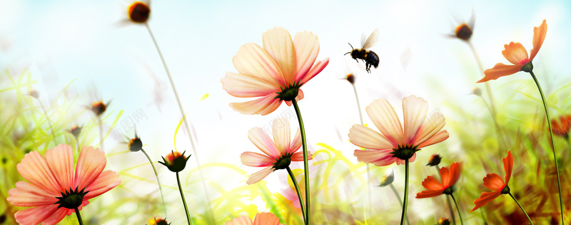蜜蜂花朵背景图jpg设计背景_新图网 https://ixintu.com 野菊花 渲染 粉红 花朵 蜜蜂 渐变 淘宝背景图 海报 海报banner