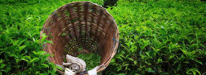 茶园背景图jpg设计背景_新图网 https://ixintu.com 摄影 海报banner 绿色 茶叶 茶叶制作 茶园 采茶 风景