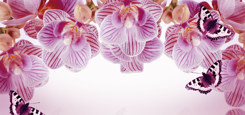 紫色蝴蝶兰背景jpg设计背景_新图网 https://ixintu.com 紫色 蝴蝶兰 鲜花 蝴蝶 背景 清新 海报banner 摄影 风景
