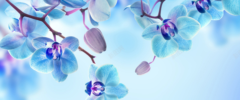 鲜花背景jpg设计背景_新图网 https://ixintu.com 海报banner 兰花 紫色 花朵 鲜花 浪漫 梦幻
