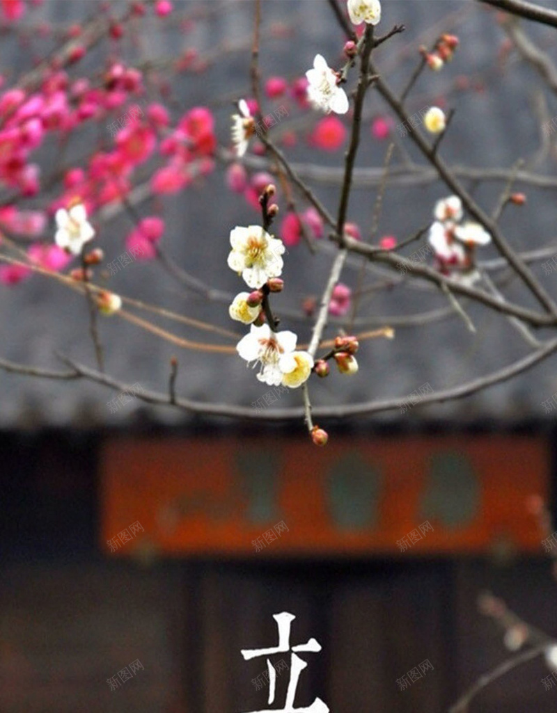 立春节气H5素材背景jpg设计背景_新图网 https://ixintu.com 立春 节气 梅花 房子 模糊 中国风 H5素材