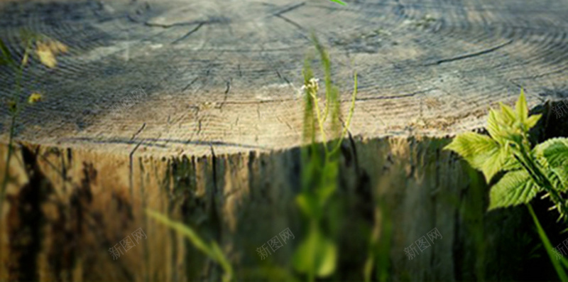 绿色植物光晕H5背景psd设计背景_新图网 https://ixintu.com 绿色 植物 光晕 化妆品 浪漫 H5 h5 梦幻