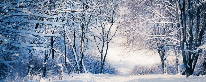 冬日雪景海报banner背景jpg设计背景_新图网 https://ixintu.com 雪景 景色 冬日 寒冷 树 树枝 雪地 雪 雪花 雪景背景海报 冷