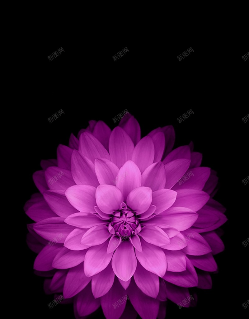 黑色背景紫色花朵H5背景jpg设计背景_新图网 https://ixintu.com 花卉 黑色 紫色 简约 摄影 H5 h5 风景