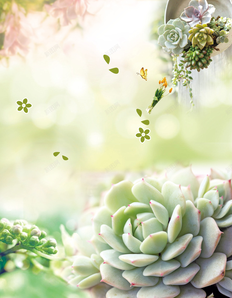 你好小鲜肉海报背景素材psd设计背景_新图网 https://ixintu.com 多肉植物 小清新 多肉 春天 植物 你好小鲜肉图片下载 你好小鲜肉 多
