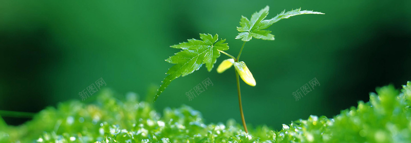 淘宝植物banner创意设计psd设计背景_新图网 https://ixintu.com 促销 植物 活动 环保 风景 新款 淘宝 1920PX 鲜花 海报banner 其他