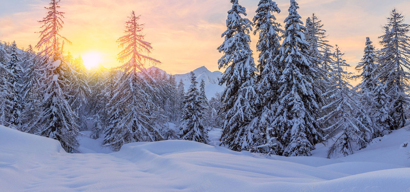 雪山松树背景图jpg设计背景_新图网 https://ixintu.com 雪山 松树 雪 阳光 冬季 风景 海报banner 摄影