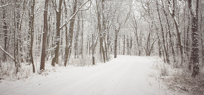淘宝文艺雪景枯枝林背景jpg设计背景_新图网 https://ixintu.com 文艺 雪景 下雪 冬日 冬季 枯枝林 白色 道路 海报banner 摄影 风景