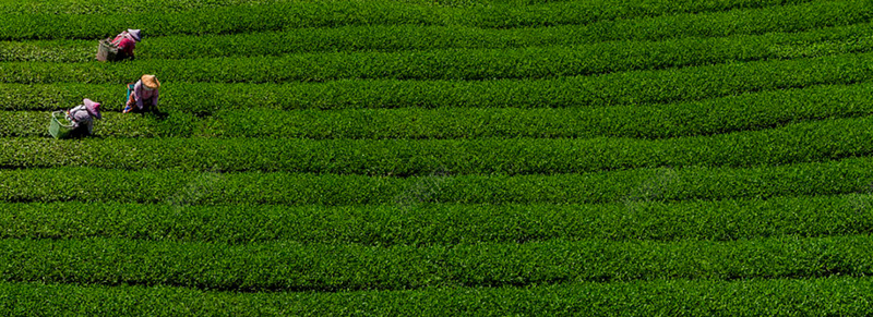 茶园背景图jpg设计背景_新图网 https://ixintu.com 摄影 海报banner 绿色 茶叶 茶叶制作 茶园 采茶 风景