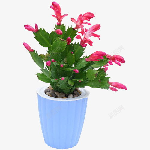 蟹爪兰花卉盆栽png免抠素材_新图网 https://ixintu.com 蟹爪兰 花卉 盆栽 庭院