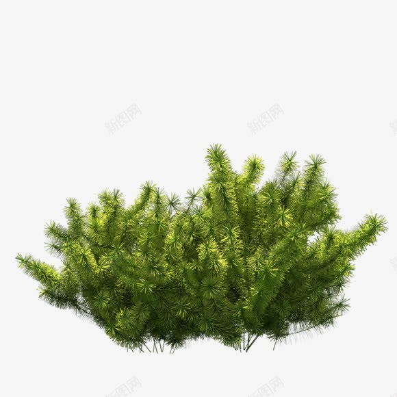 茂密树木植物png免抠素材_新图网 https://ixintu.com 茂密 树木 植物