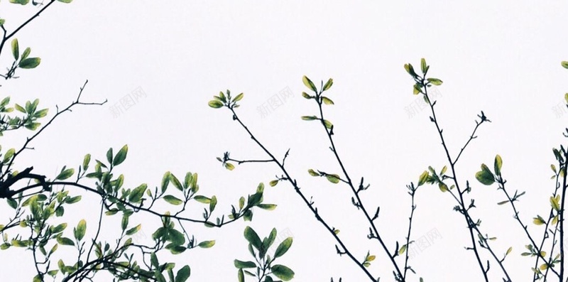 绿色植物H5背景jpg设计背景_新图网 https://ixintu.com 女装 文艺 植物 清新 绿色 H5背景 H5 h5 小清新 简约