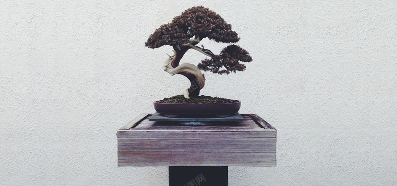 摄影背景jpg设计背景_新图网 https://ixintu.com 摄影背景 墙 植物 盆景 海报banner 摄影 风景