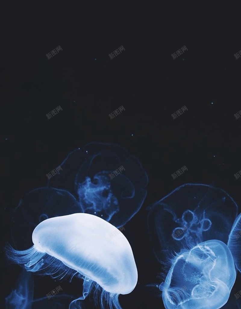 黑色水母手机端H5背景jpg设计背景_新图网 https://ixintu.com 水母 生物 简约 纹理 黑色 动物 手机端 H5背景 黑色背景 水母背景 背景