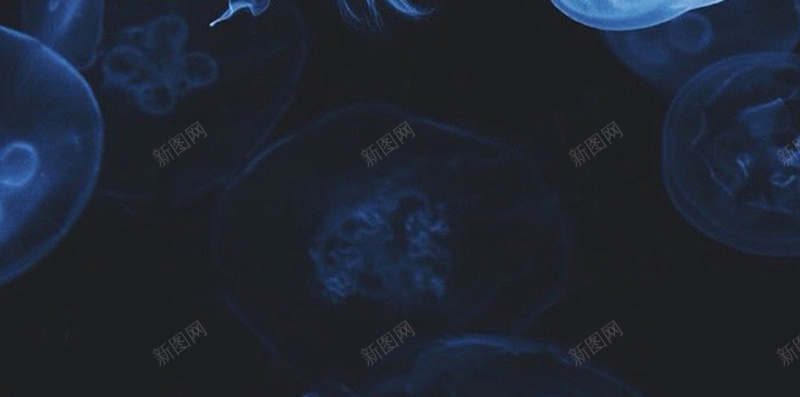 黑色水母手机端H5背景jpg设计背景_新图网 https://ixintu.com 水母 生物 简约 纹理 黑色 动物 手机端 H5背景 黑色背景 水母背景 背景