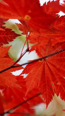 秋日红色主题风景H5背景背景