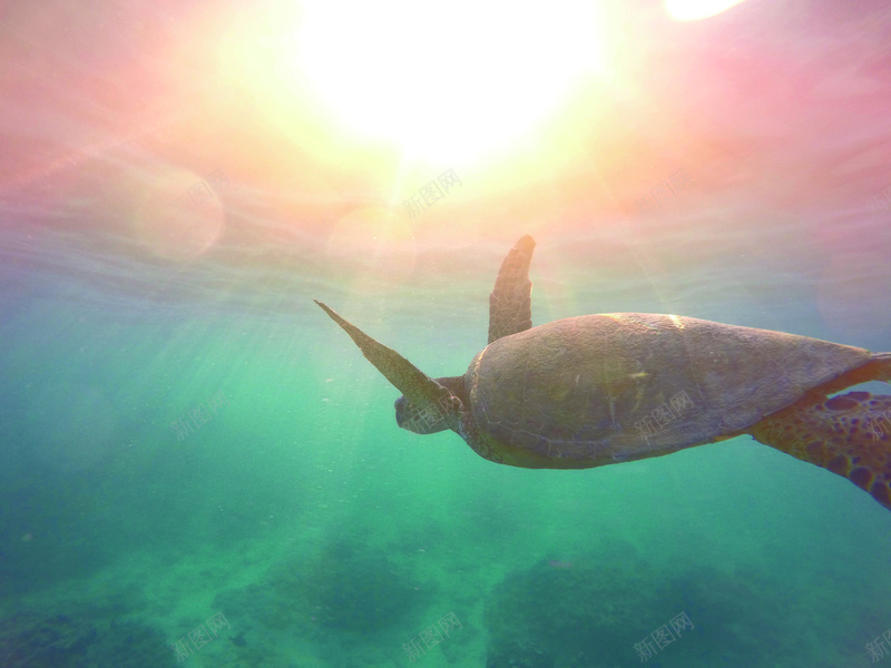 海龟背景jpg设计背景_新图网 https://ixintu.com 海龟 海洋 生物 爱护