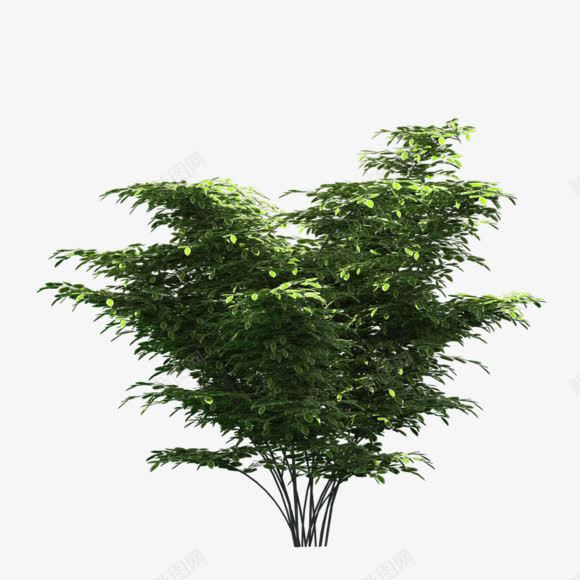 挺拔树木植物png免抠素材_新图网 https://ixintu.com 挺拔 树木 植物
