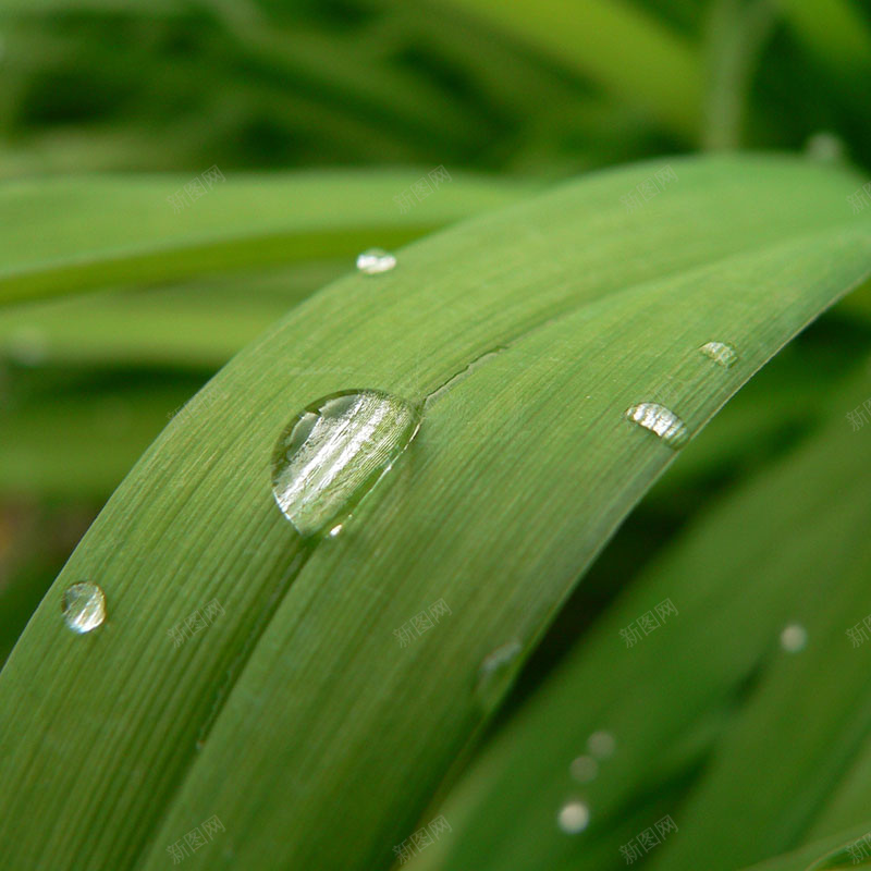 植物露珠背景jpg设计背景_新图网 https://ixintu.com 植物 露珠 质感 纹理 摄影 主图