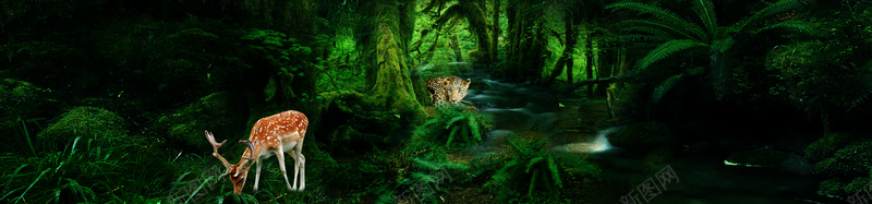 深林背景psd设计背景_新图网 https://ixintu.com 化妆品banner 海报banner 动物 绿色 深林背景 什么深林