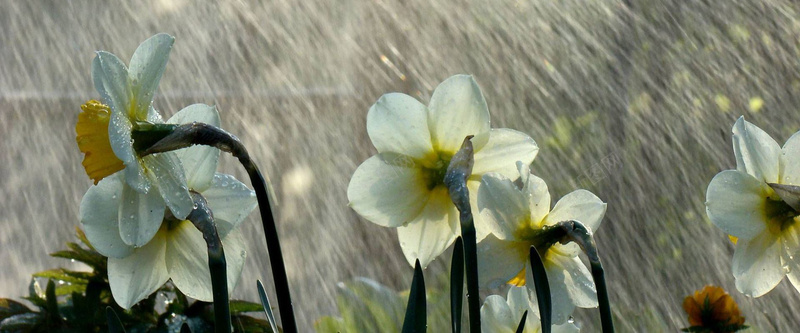 丁香白花大雨jpg设计背景_新图网 https://ixintu.com 海报banner 丁香 大雨 白花