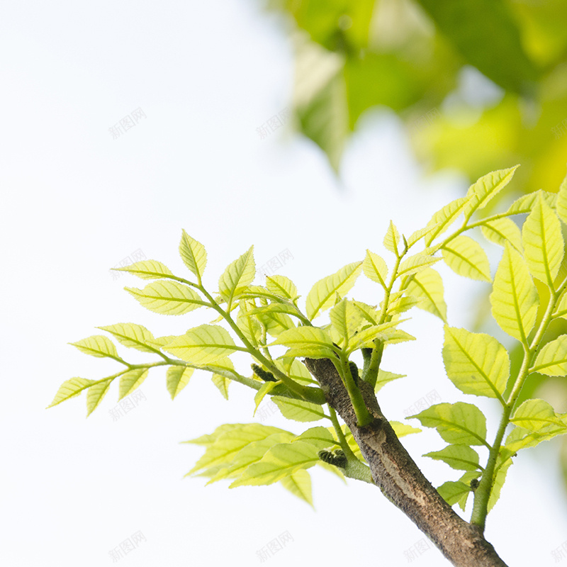 树枝绿芽背景jpg设计背景_新图网 https://ixintu.com 树枝 绿芽 高清 自然 摄影 主图 风景