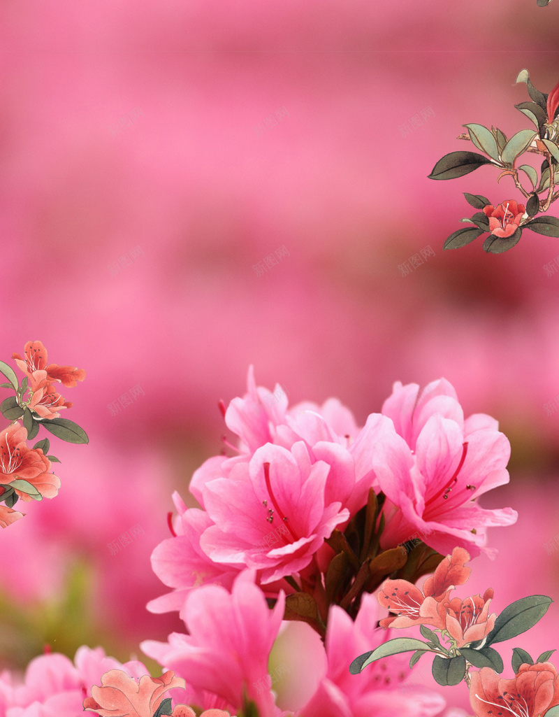 红色简约杜鹃花季海报psd设计背景_新图网 https://ixintu.com 杜鹃花 春季 浪漫 红色 杜鹃花节 杜鹃花海报 杜鹃花季 杜鹃花树 杜鹃花展