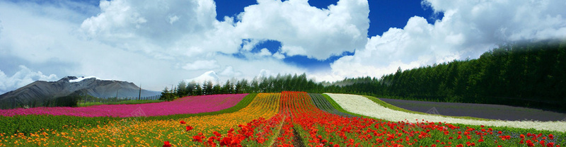 清新花田背景jpg设计背景_新图网 https://ixintu.com 清新 花田 蓝天 白云 树林 雪山 海报banner 摄影 风景