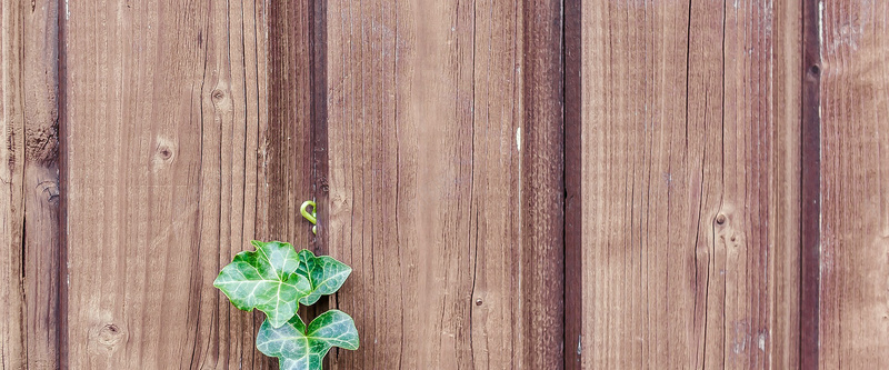 木板背景jpg设计背景_新图网 https://ixintu.com 木板 植物 绿植 小草 海报banner 质感 纹理