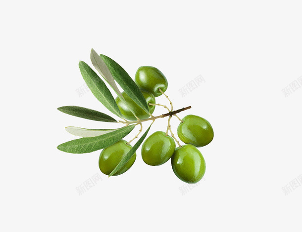 装饰性植物素材png免抠素材_新图网 https://ixintu.com 植 物 素 材