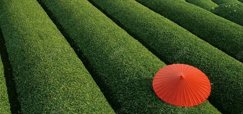 茶园背景图jpg设计背景_新图网 https://ixintu.com 茶叶 茶园 绿色 海报banner 摄影 风景