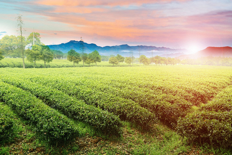 茶山风景背景素材jpg设计背景_新图网 https://ixintu.com 免费 背景 海报 素材 背景下载 茶山 风景 风景背景 风景素材