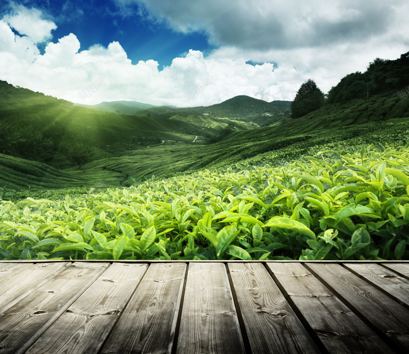 大气茶园背景psd设计背景_新图网 https://ixintu.com 大气 木板 光效 茶叶 天空 扁平 渐变 几何