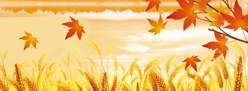 秋天背景jpg设计背景_新图网 https://ixintu.com 海报banner 金黄色海报 枫叶 白云 麦穗 其他