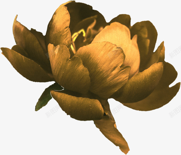 免扣素材干花黄色干花png免抠素材_新图网 https://ixintu.com 花 免扣素材 干花 黄色花