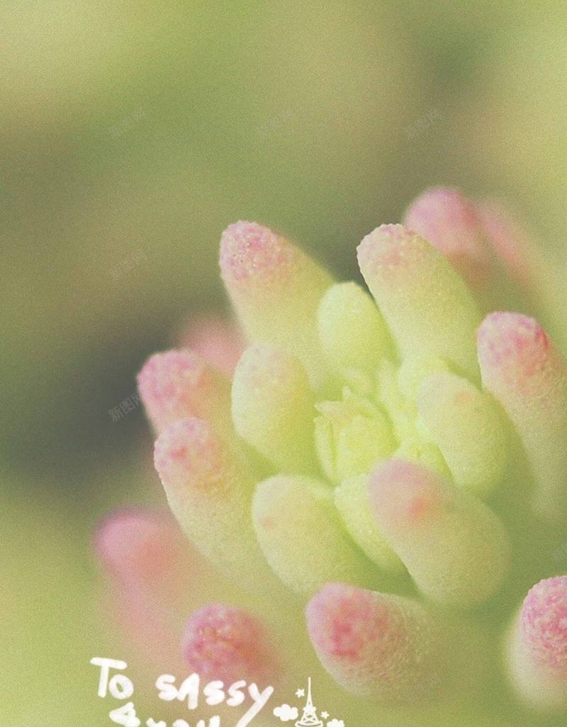 可爱的多肉植物H5背景jpg设计背景_新图网 https://ixintu.com 多肉 植物 绿色 小清新 粉色 H5 h5 摄影 风景