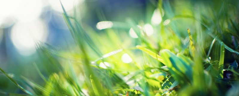 banner淘宝天猫背景jpg设计背景_新图网 https://ixintu.com 海报banner 植物 绿色 草地 质感 摄影 风景
