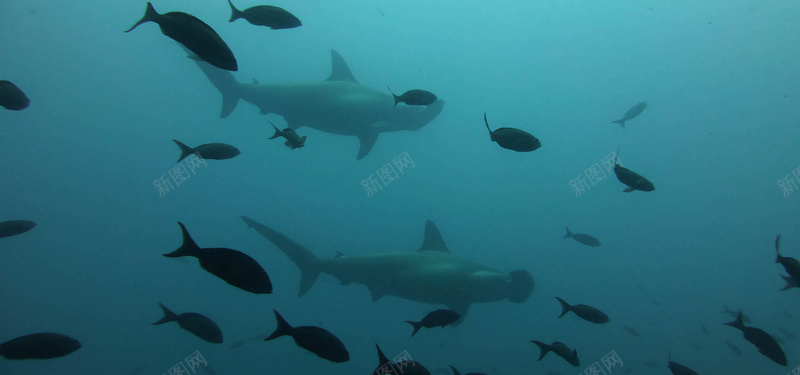 海底世界海洋生物鱼群jpg设计背景_新图网 https://ixintu.com 海底世界 海洋生物 鱼群 蓝色 海报banner 摄影 风景