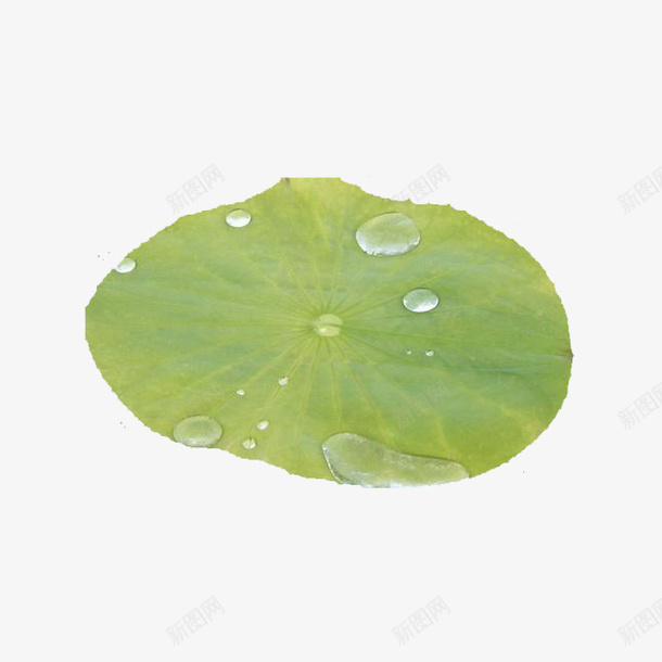 卡通简约荷叶素材psd免抠素材_新图网 https://ixintu.com 卡通 荷花 荷叶 矢量