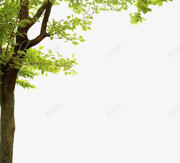 高清树木绿叶png素材png免抠素材_新图网 https://ixintu.com 高清 树木 绿叶png素材