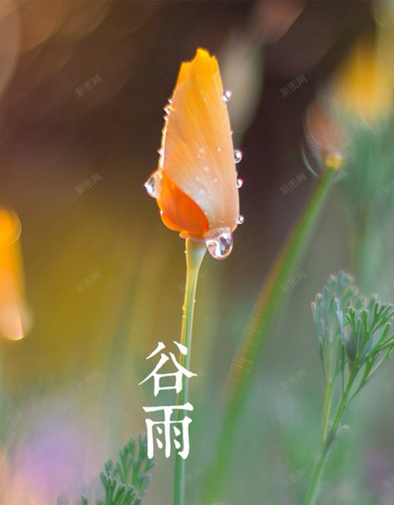 谷雨H5素材背景jpg设计背景_新图网 https://ixintu.com 谷雨 植物 清新 文艺 小清新 H5素材 花骨朵儿 简约