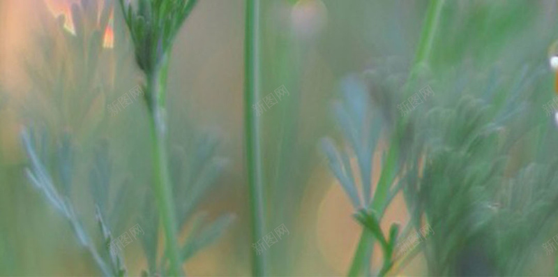 谷雨H5素材背景jpg设计背景_新图网 https://ixintu.com 谷雨 植物 清新 文艺 小清新 H5素材 花骨朵儿 简约