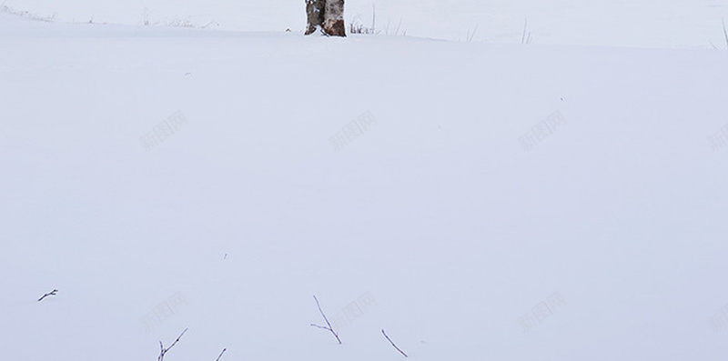 大雪银树H5背景jpg设计背景_新图网 https://ixintu.com 大雪 开心 白色 银树 雪景 文艺 小清新 简约