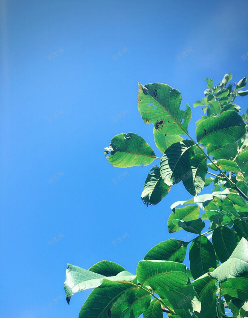 清新树枝绿色背景jpg设计背景_新图网 https://ixintu.com 小清新 大气 文艺 日系 简约 风景 h5 背景